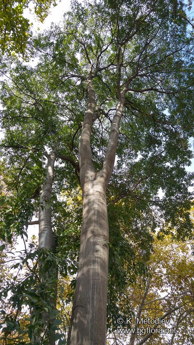 Celtis australis