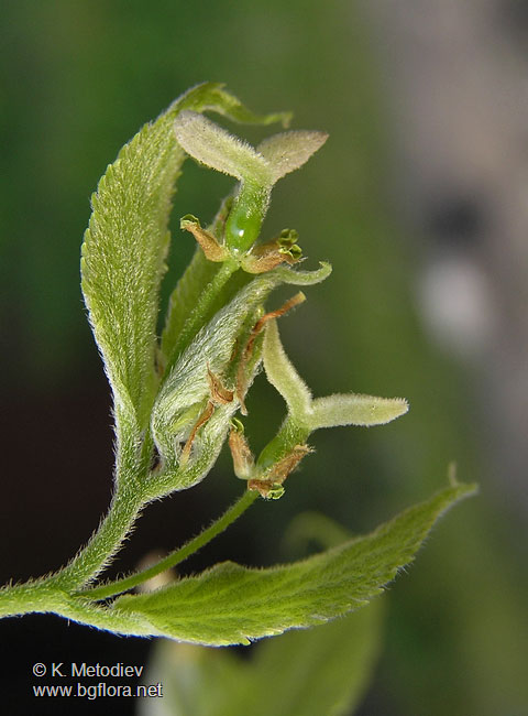 Celtis australis
