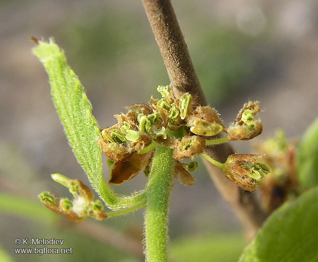 Celtis australis