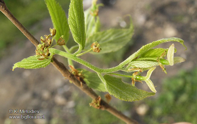 Celtis australis