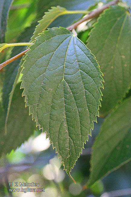 Celtis australis