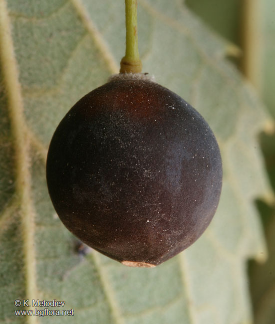 Celtis australis