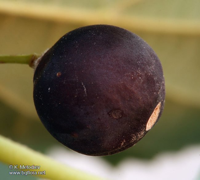 Celtis australis