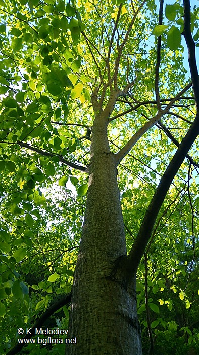 Ulmus glabra