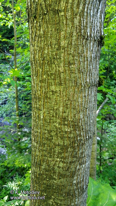 Ulmus glabra