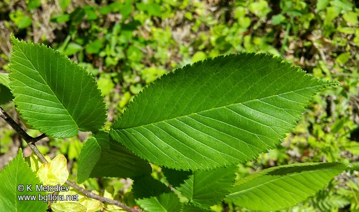 Ulmus glabra