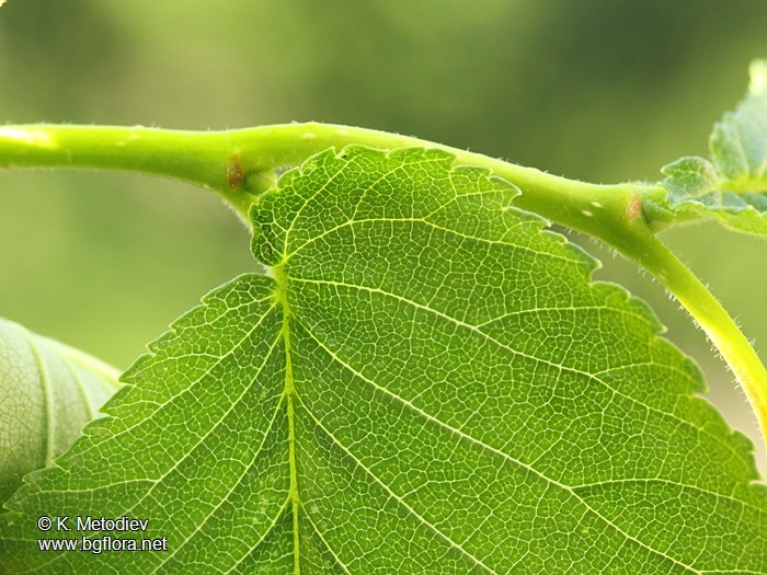Ulmus glabra