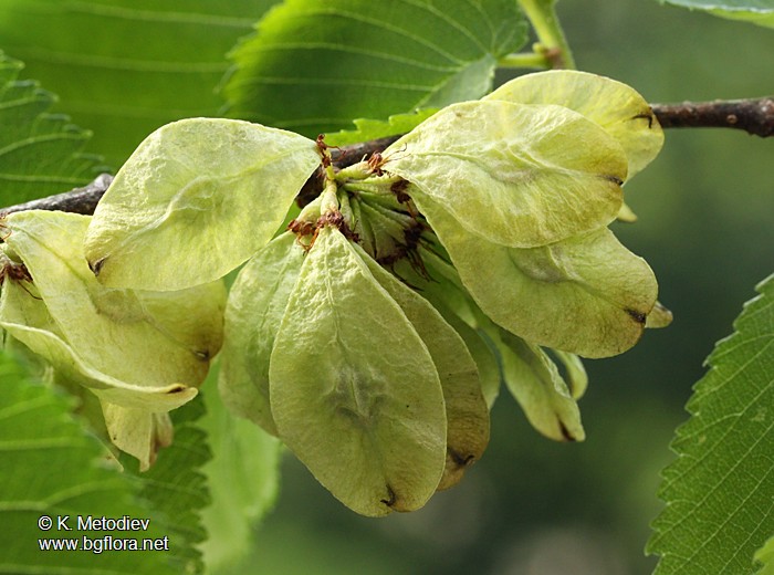 Ulmus glabra