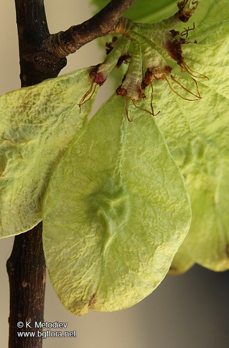 Ulmus glabra