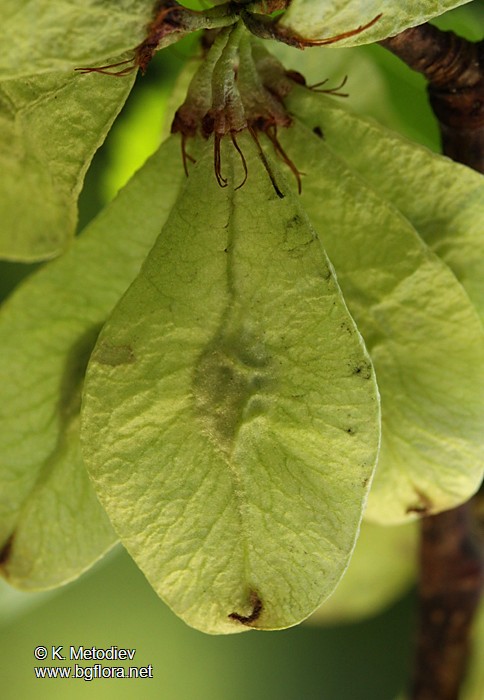 Ulmus glabra