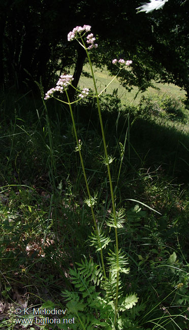 Valeriana officinalis