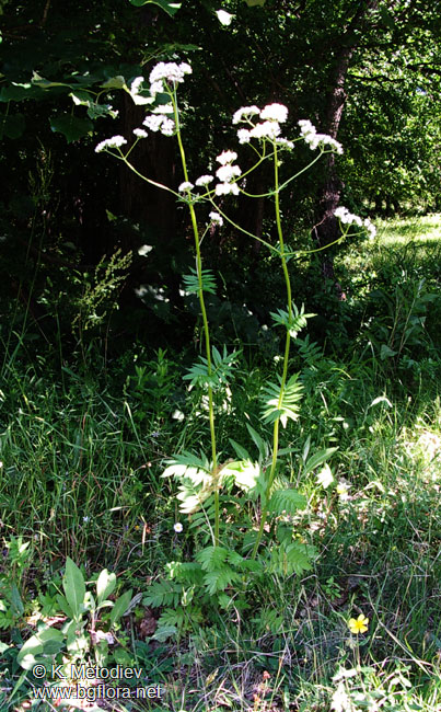 Valeriana officinalis