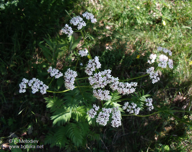 Valeriana officinalis