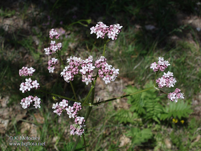 Valeriana officinalis