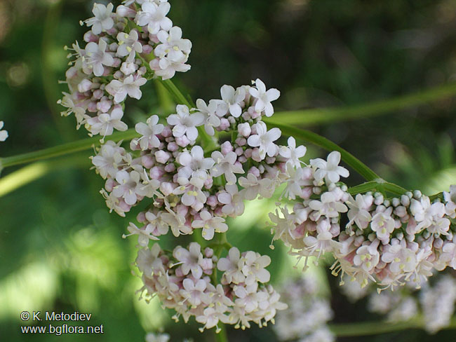 Valeriana officinalis