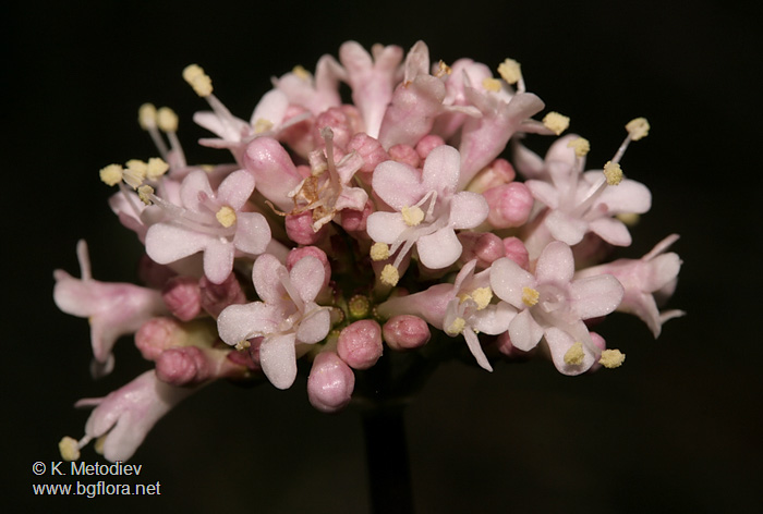 Valeriana tuberosa