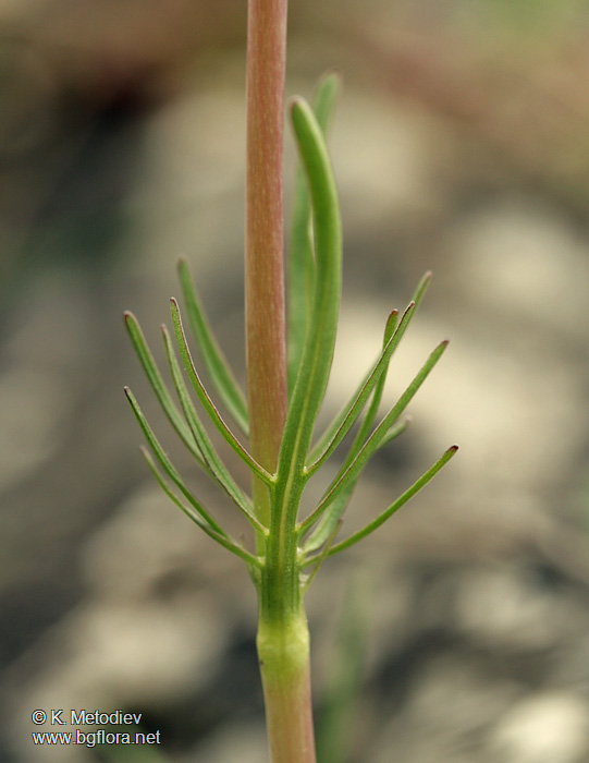 Valeriana tuberosa
