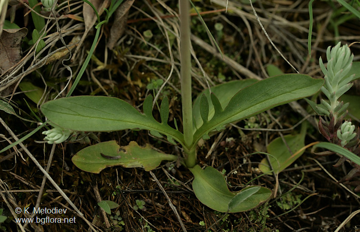 Valeriana tuberosa