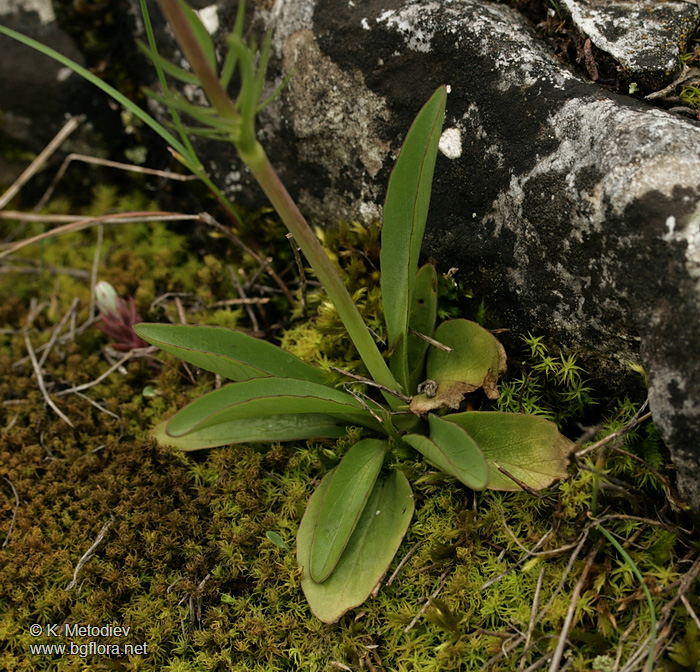 Valeriana tuberosa
