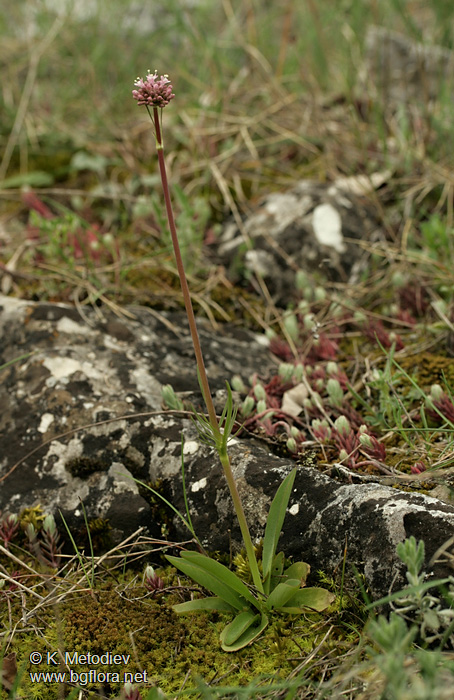 Valeriana tuberosa