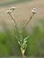 Valerianella lasiocarpa
