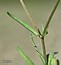 Valerianella lasiocarpa