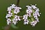 Valerianella lasiocarpa
