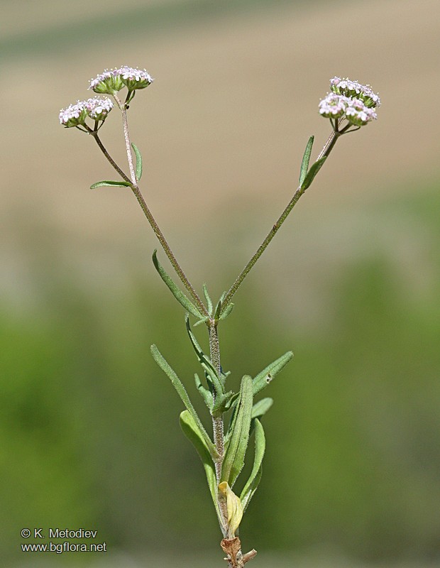 Valerianella lasiocarpa