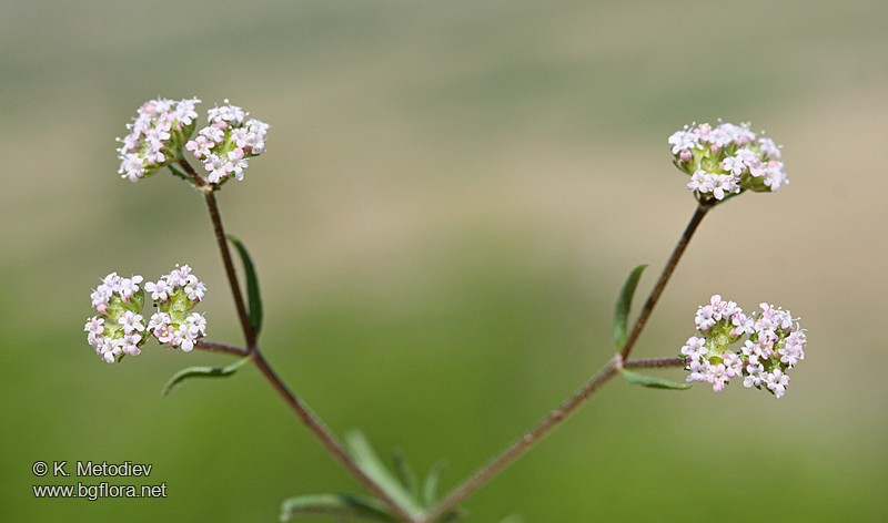 Valerianella lasiocarpa