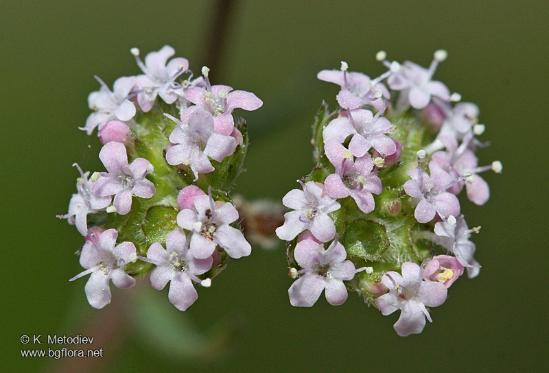 Valerianella lasiocarpa