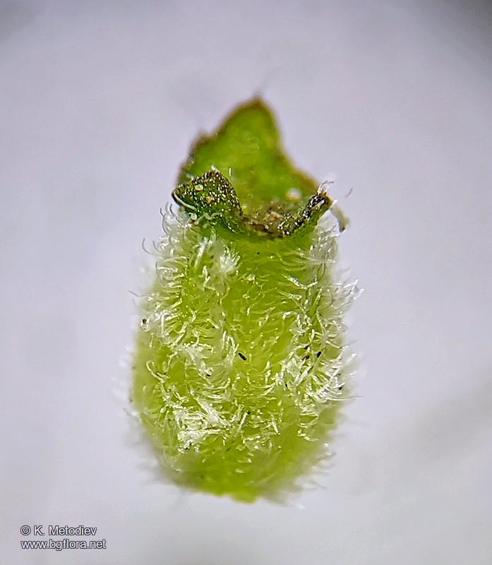 Valerianella lasiocarpa