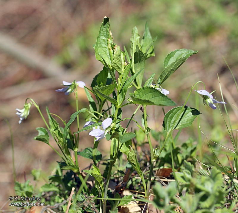 Viola jordanii