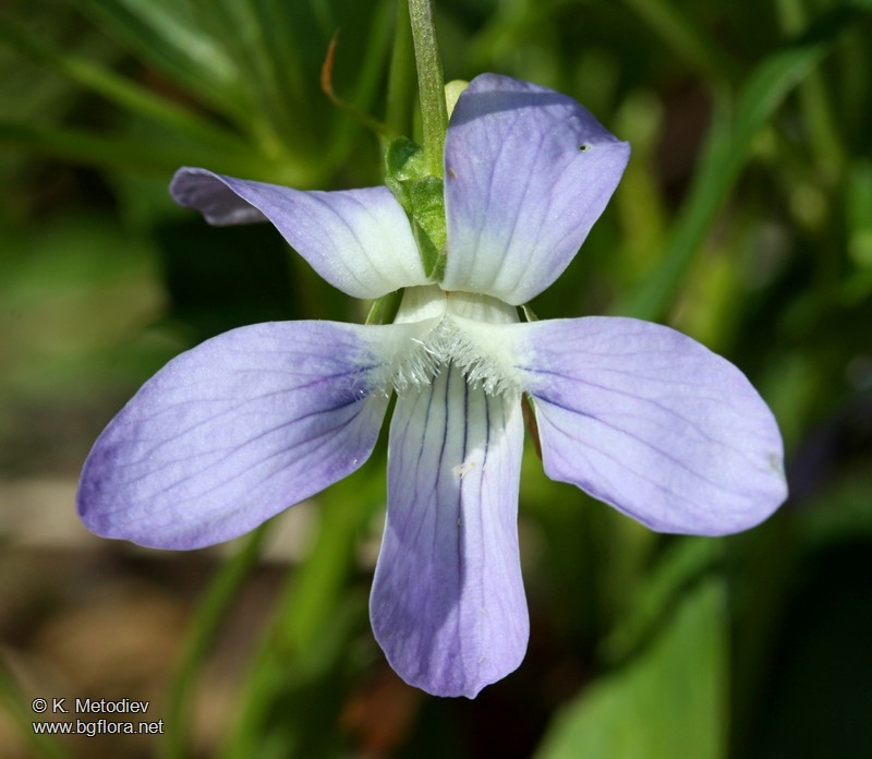 Viola jordanii