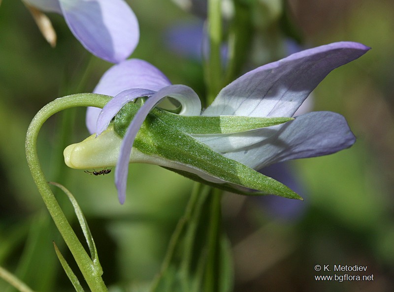 Viola jordanii