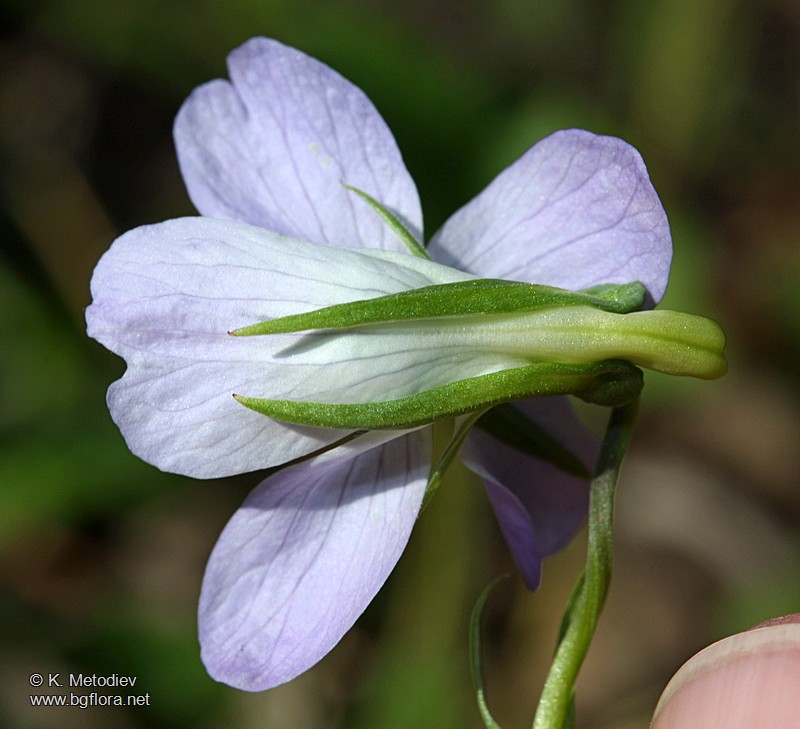 Viola jordanii