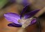 Viola odorata