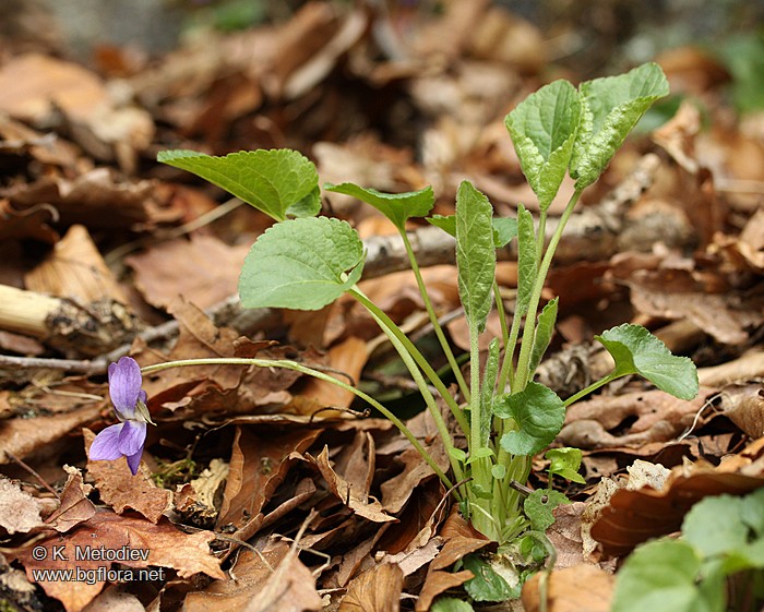 Viola odorata