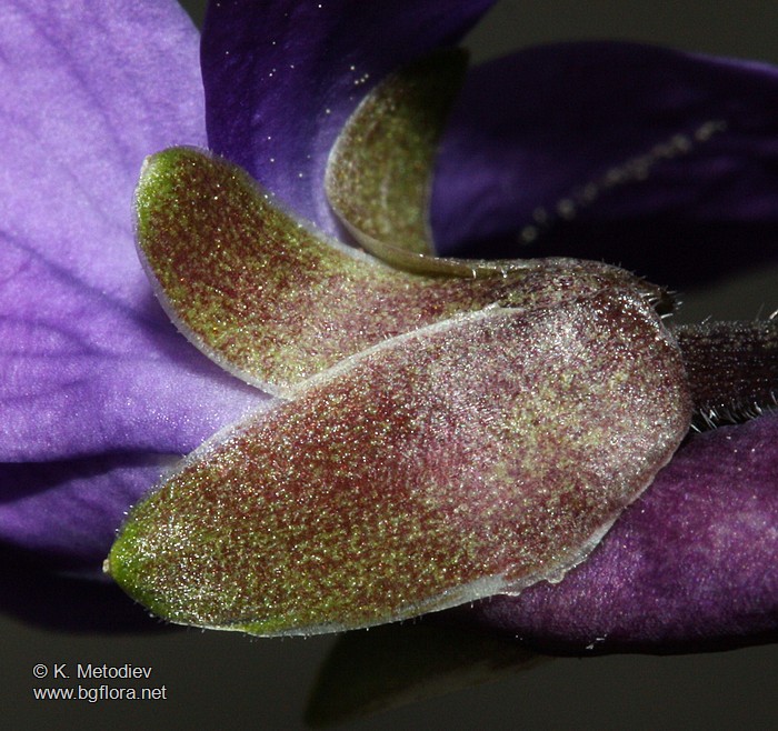 Viola odorata