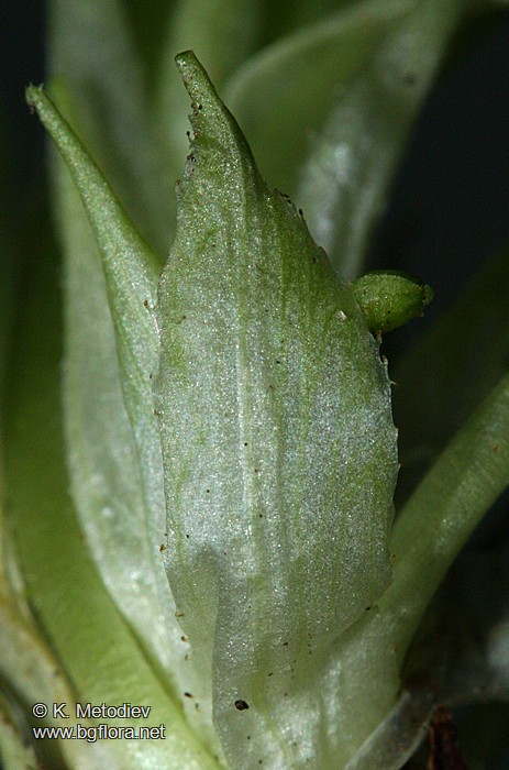 Viola odorata
