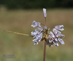 Чернотичинков лук