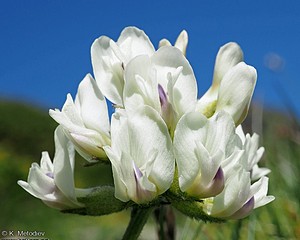 Южно сграбиче