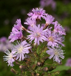 Алпийски млечник