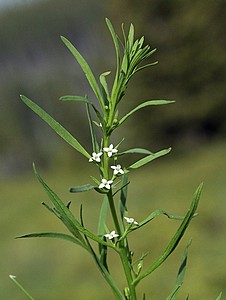 Алпийски ленолист